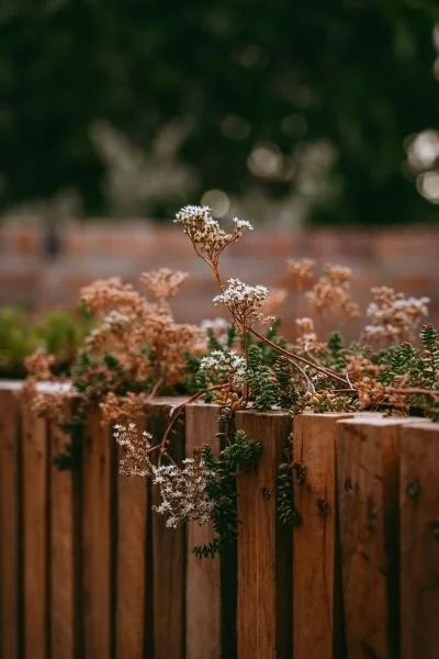 low level ground cover plants in garden