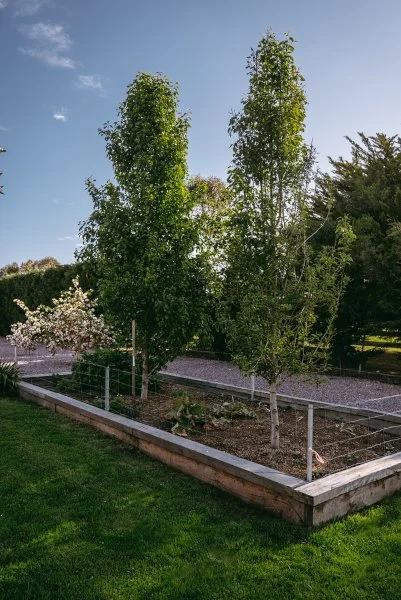 established trees in garden bed with other plants