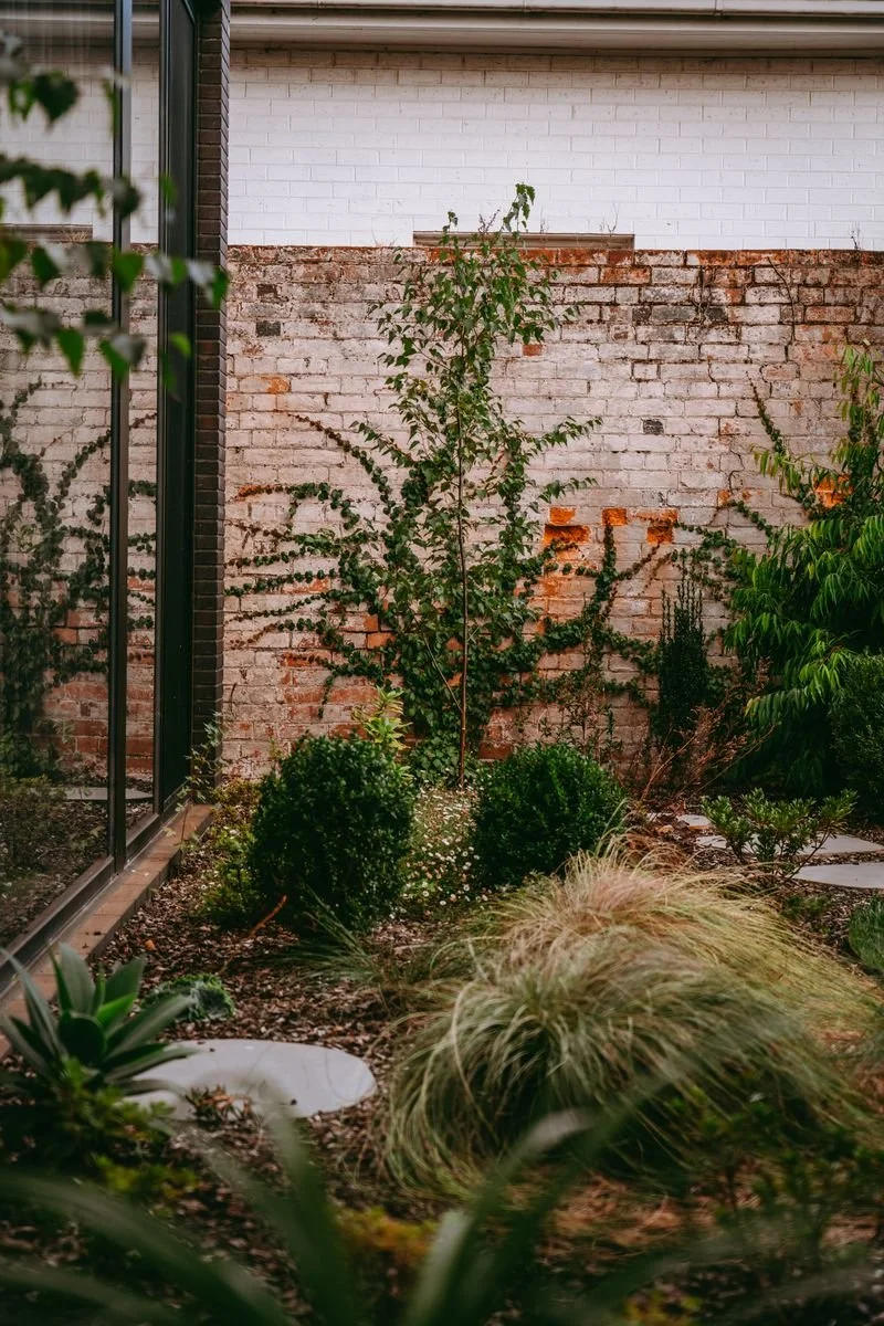 A small garden with various green bushes and plants, including a taller plant with sparse leaves, set against a brick wall with some sections painted white.