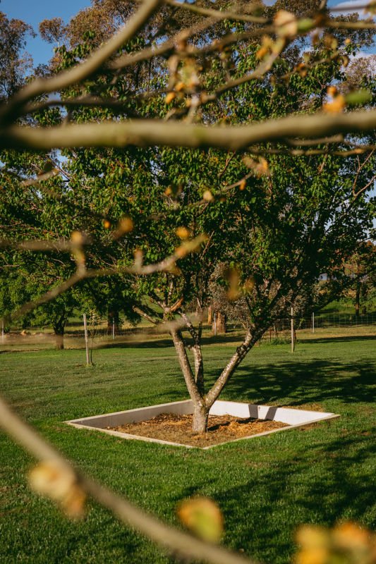 fruit tree in garden bed in middle of grass.jpg