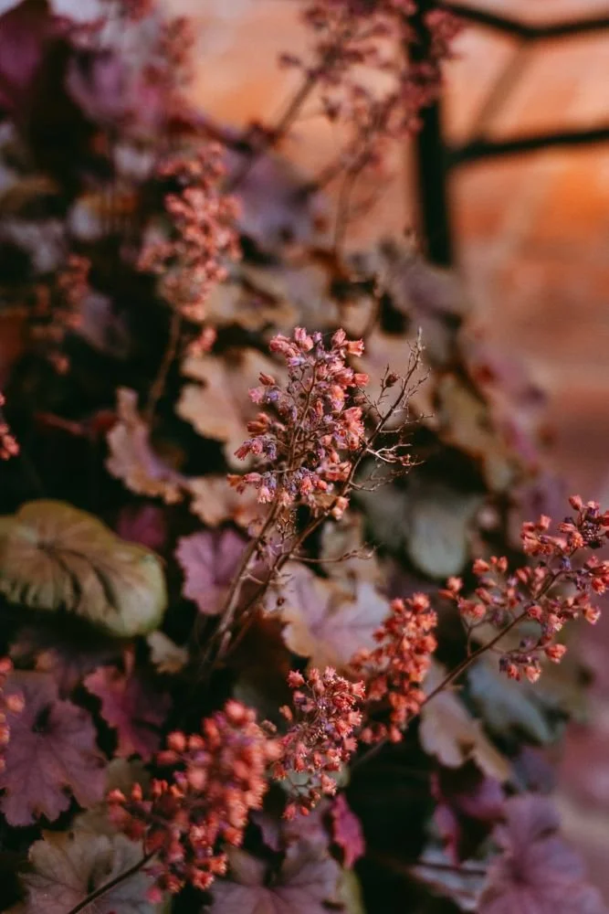 Hotel Vera Project landscaping and garden 5.jpg