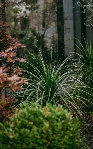 Plants and garden beds