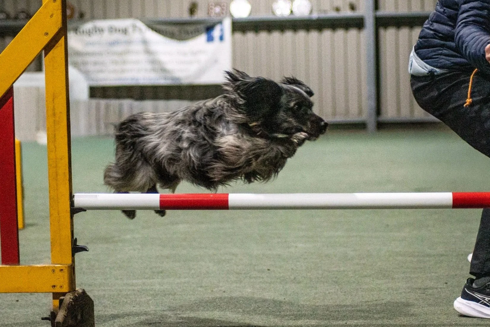 A spaniel with black and grey fur jumping over an agility jump in an indoor training area, with a person partially visible nearby.