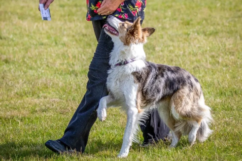 A dog doing heelwork outside in a large field. The dog in a blue merle border collie.