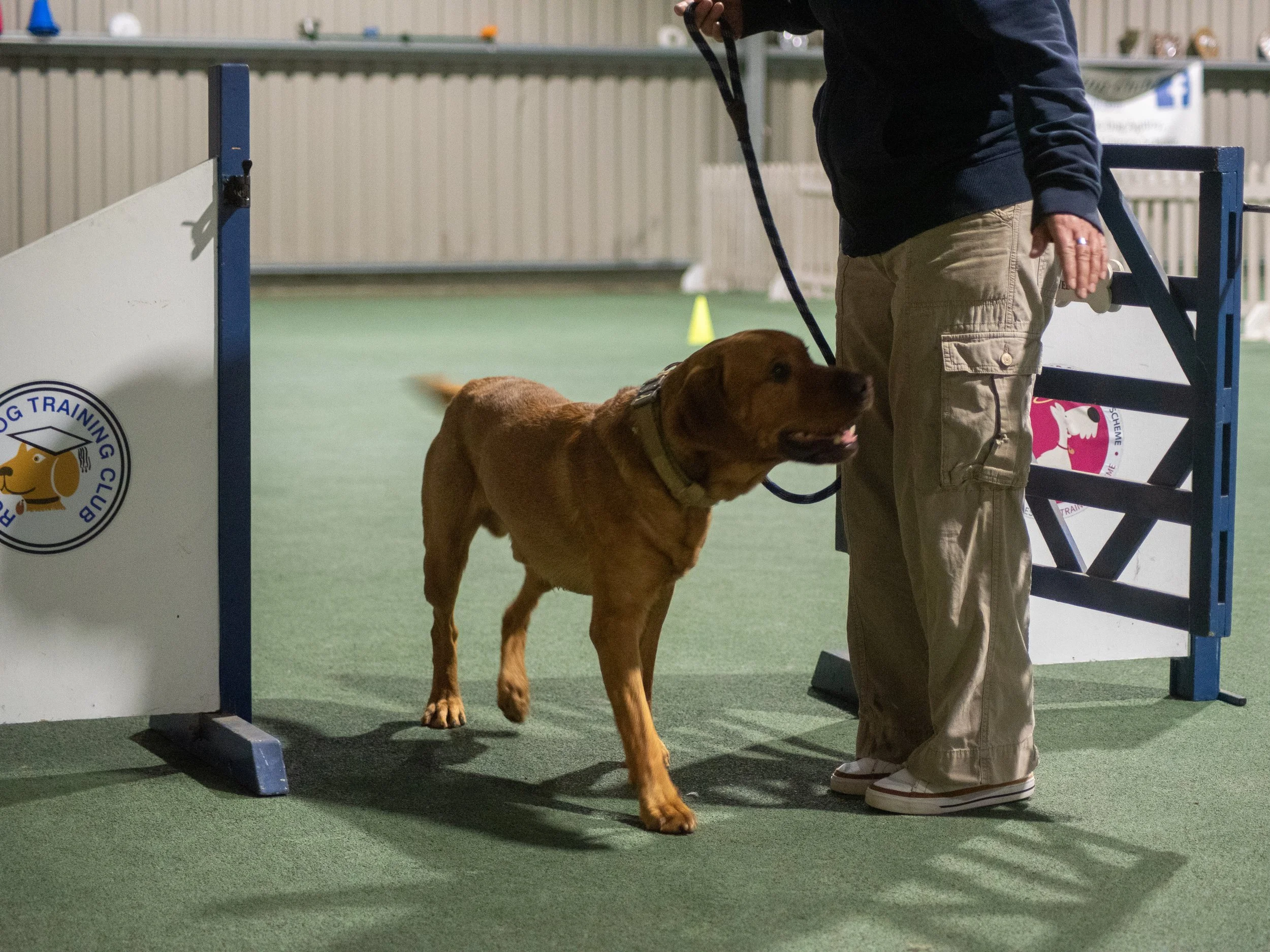 Barney performing the Control at Gate exercise (Bronze)