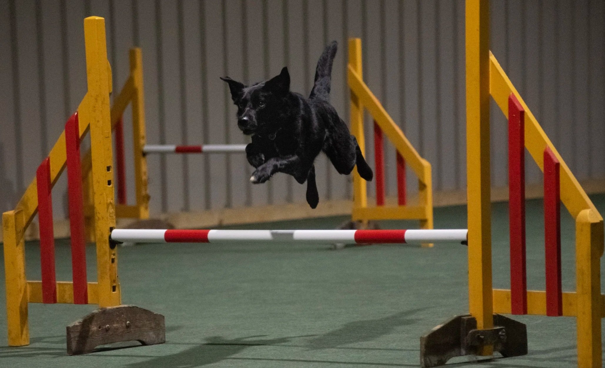 Black dog jumping over a small agility hurdle indoors.