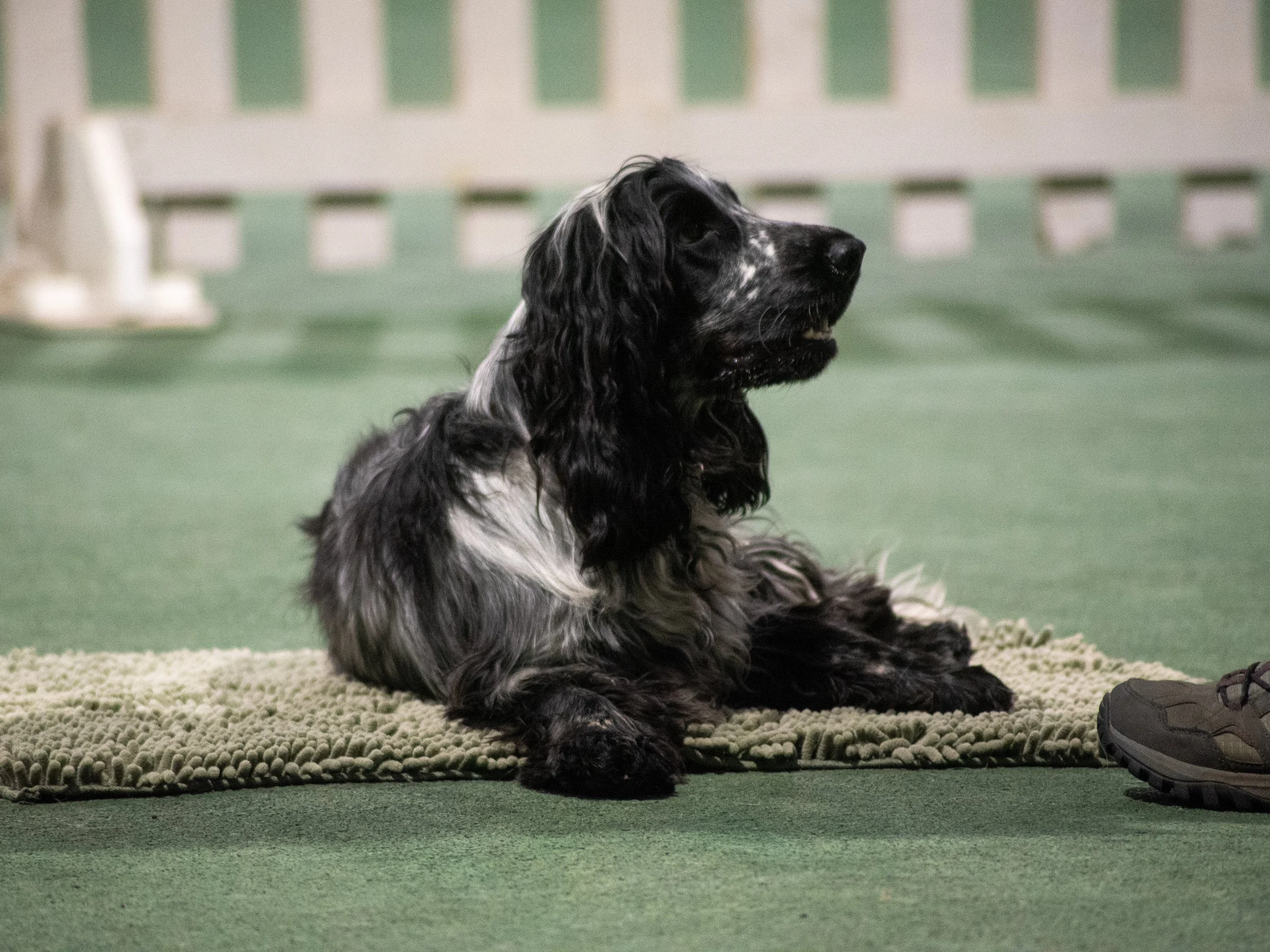 Orion settled on his bed as his owner returns (Gold)