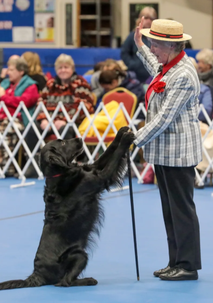 A woman in a straw hat and plaid blazer raises her hand while a black dog sitting on its hind legs holds her hand with its paws at an indoor dog show.