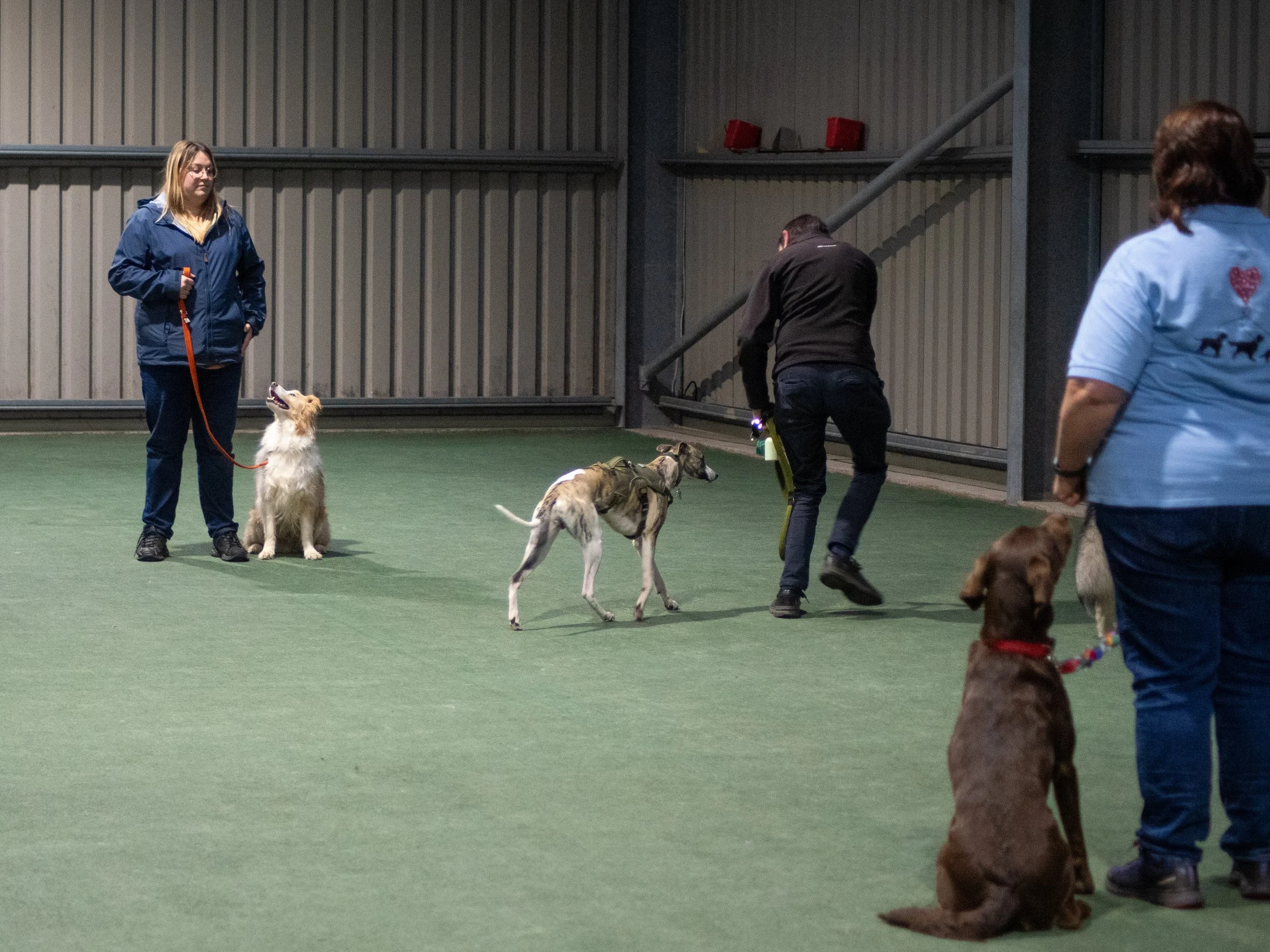 Milo doing his Come Away from Distractions while Rusty and Connie sit patiently (Silver)