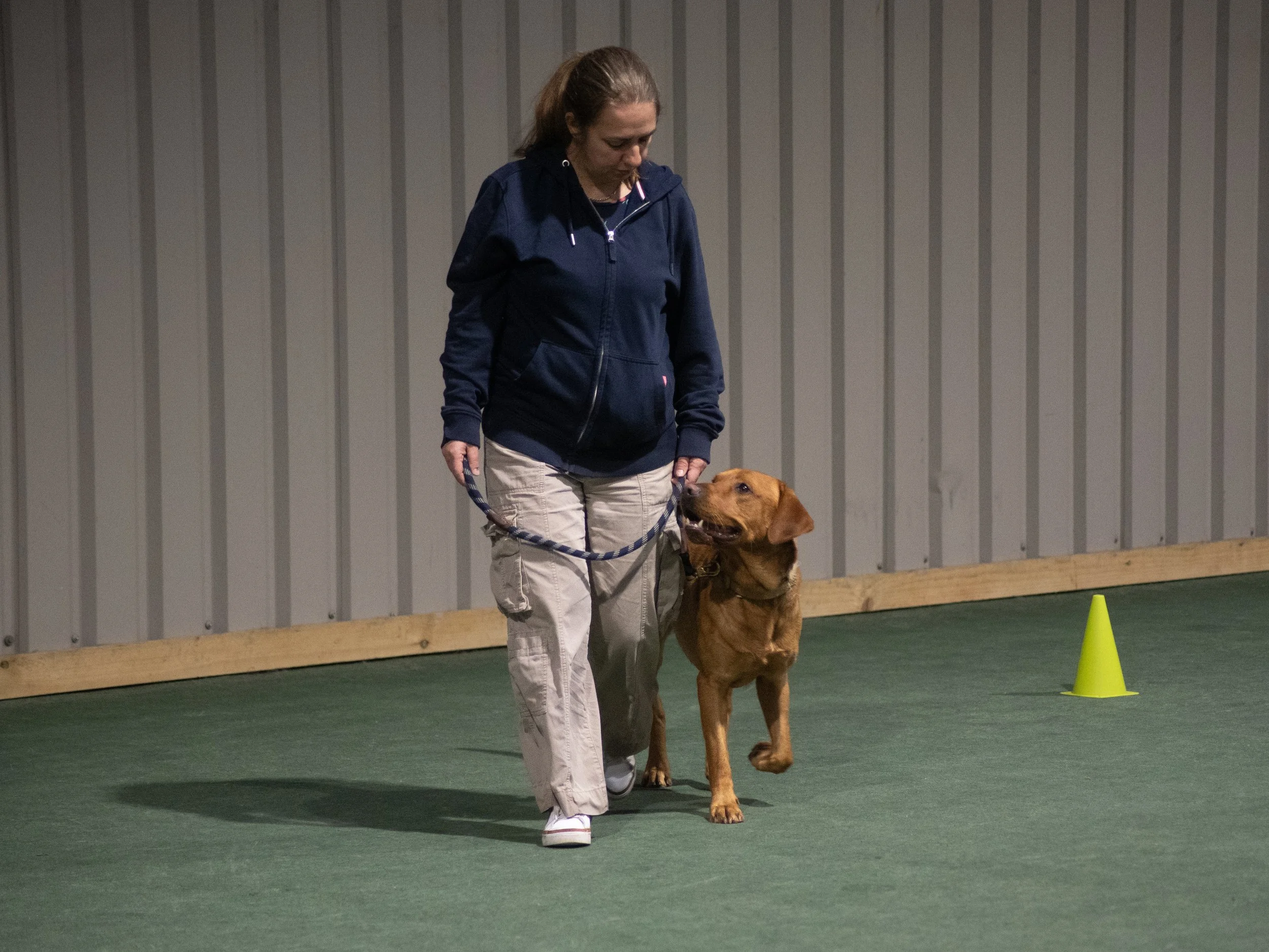 Barney walking on a loose lead (Bronze)