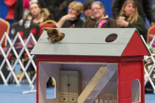A small dog is lying on the roof of a small doghouse with a red exterior and grey roof, in front of an audience seated behind a barrier.