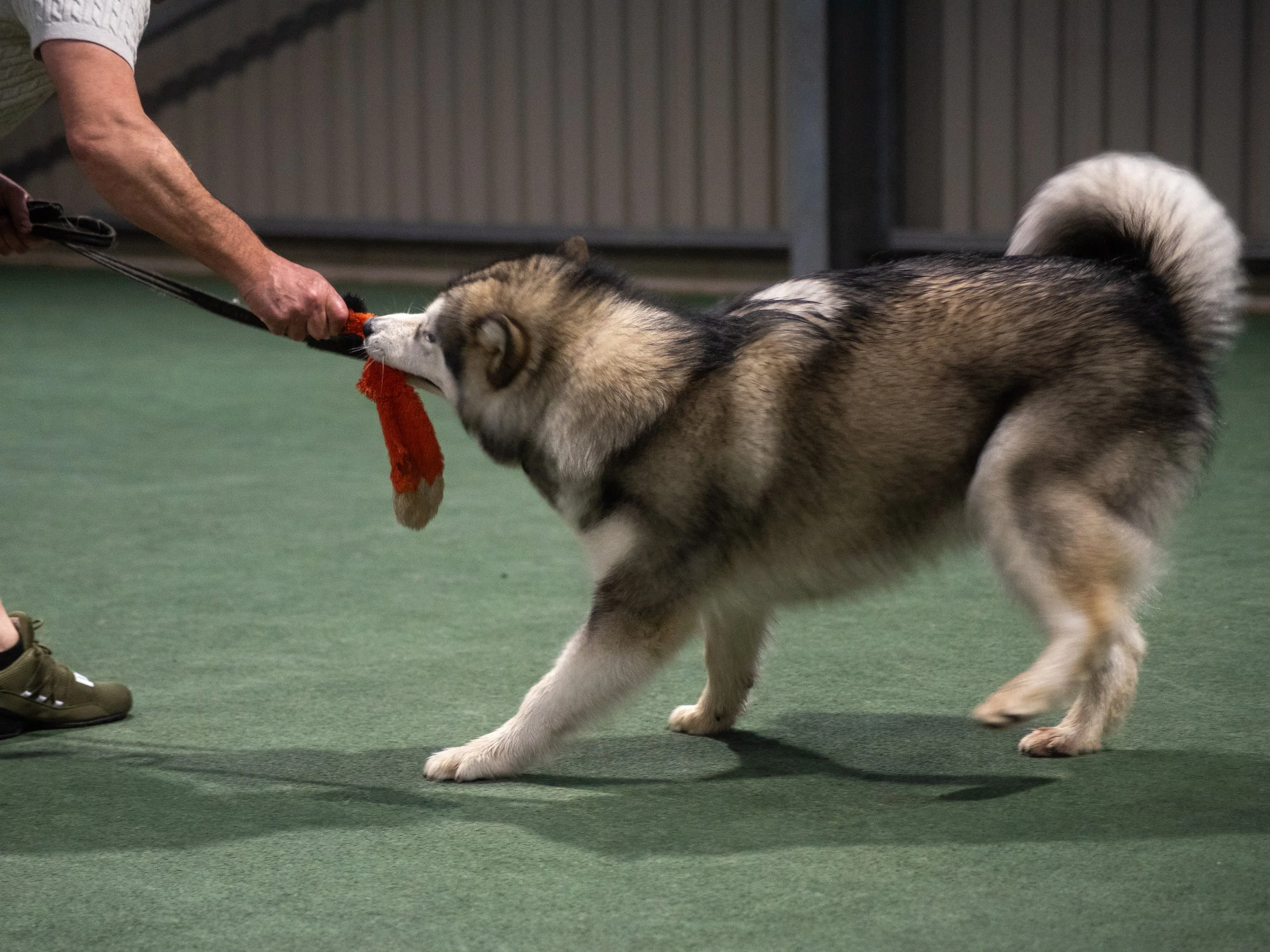 Juno playing a game of tug (Silver)