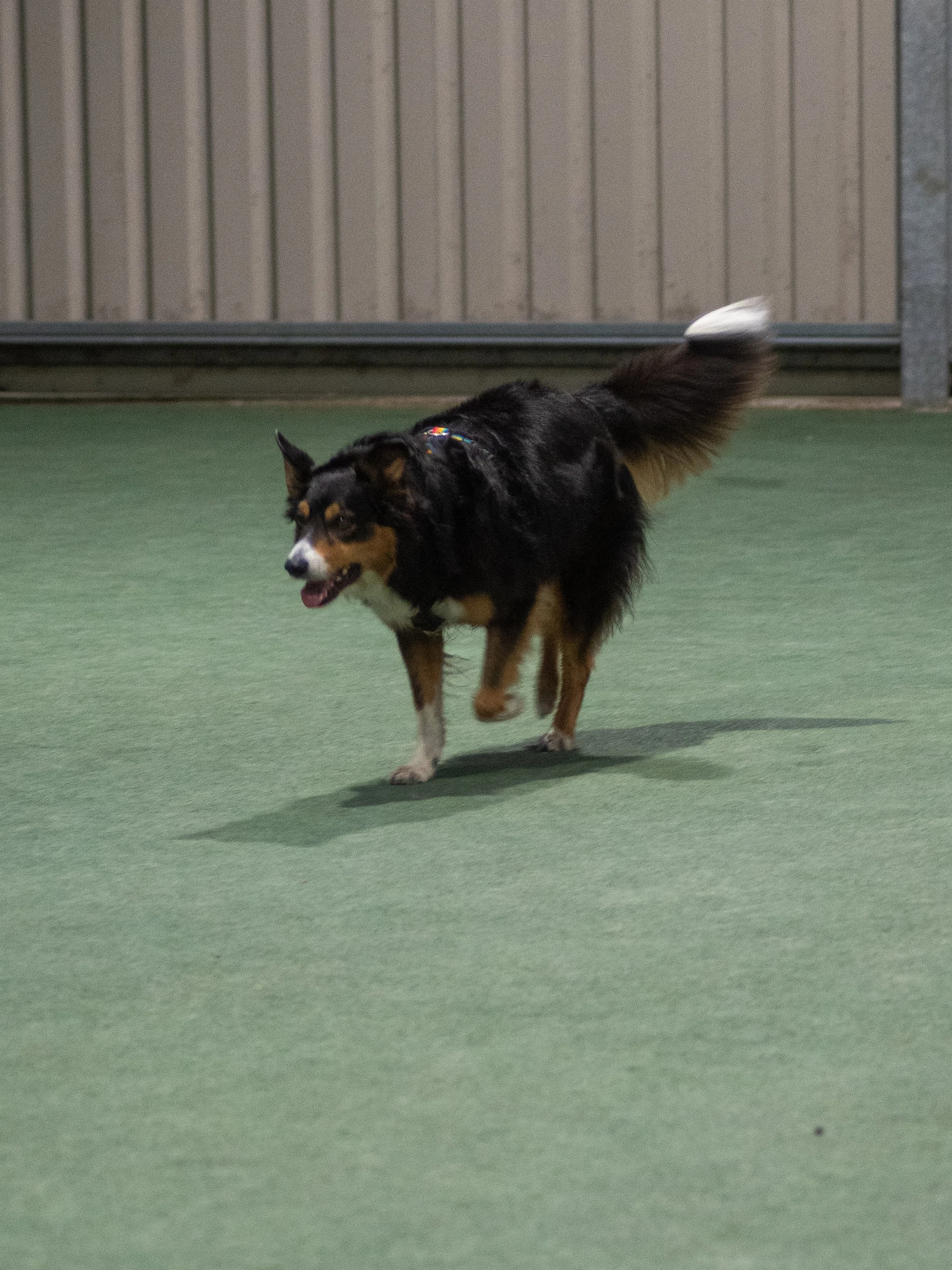 Millie doing a recall (Bronze)