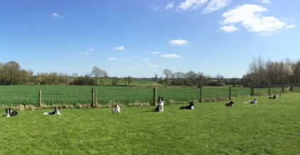 A line of dogs resting on green grass near a wooden fence with a rural background under a partly cloudy sky.