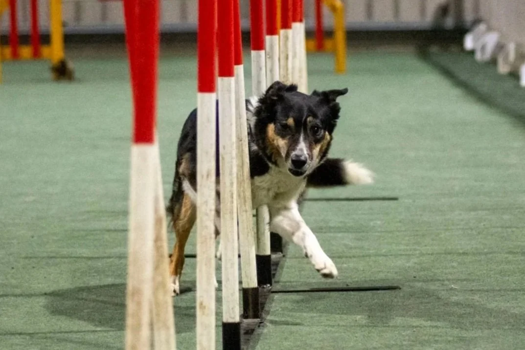 Dog weaving through agility poles indoors.