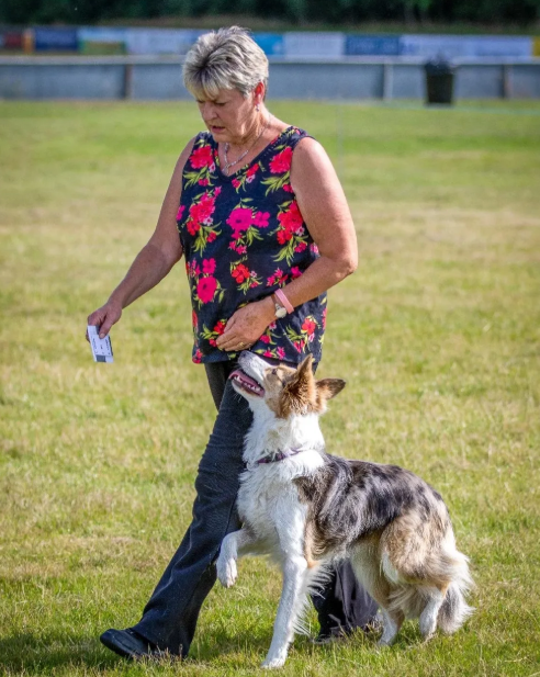 A woman in a floral sleeveless top and dark pants is walking outdoors on a grassy field with a Border Collie dog heeling attentively on her left side