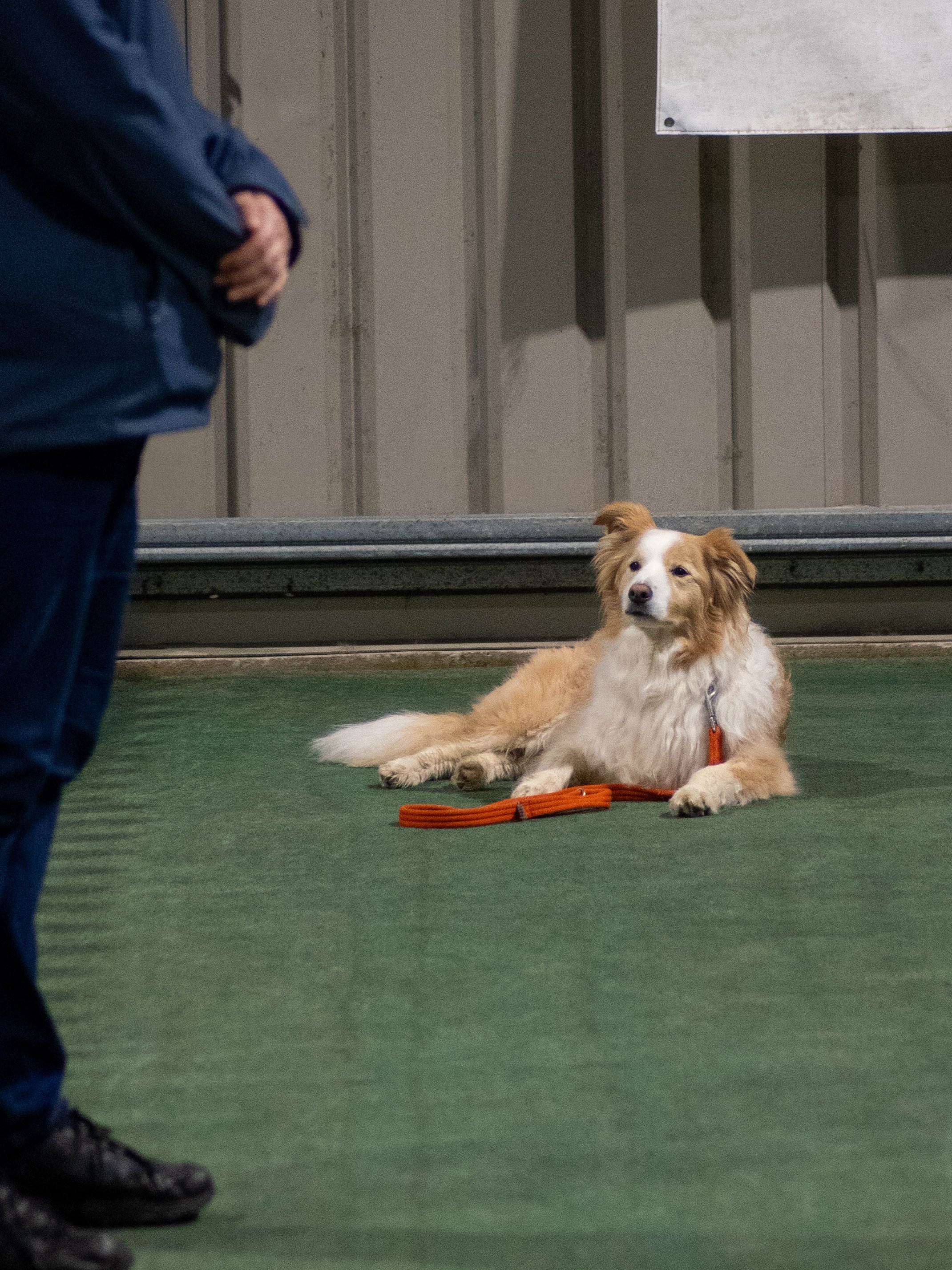 Rusty watching his owner during the stay (Silver)