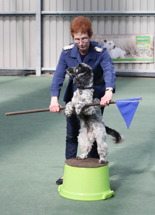 A woman in a blue jacket with gold shoulder epaulets is holding a dog on its hind legs, balancing on a green stool. The dog is holding a training stick with a blue flag in its mouth.