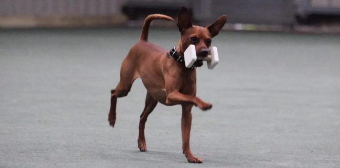 A small brown dog running on a grey surface, holding a white dumbbell in its mouth.