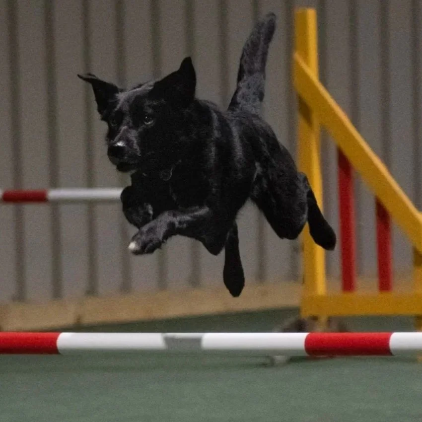 A black dog jumping over a red and white bar during an agility class inside a training facility.
