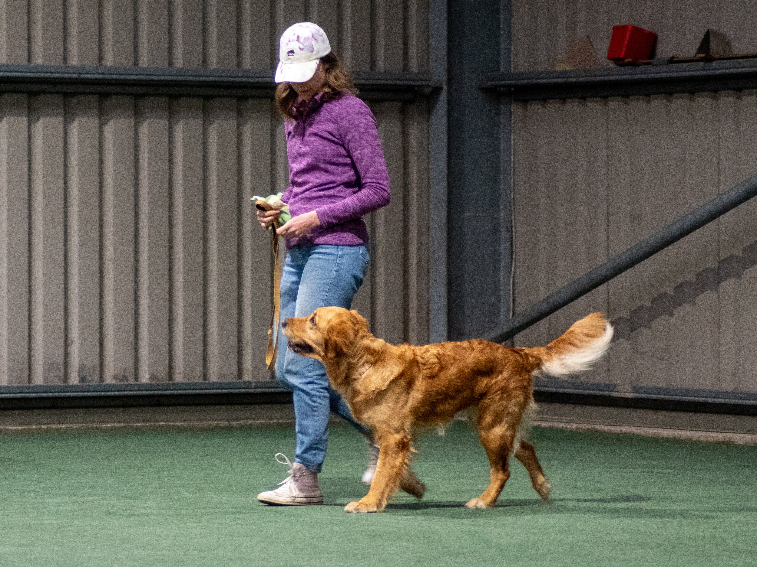 Maple walking off lead beside her handler (Gold)