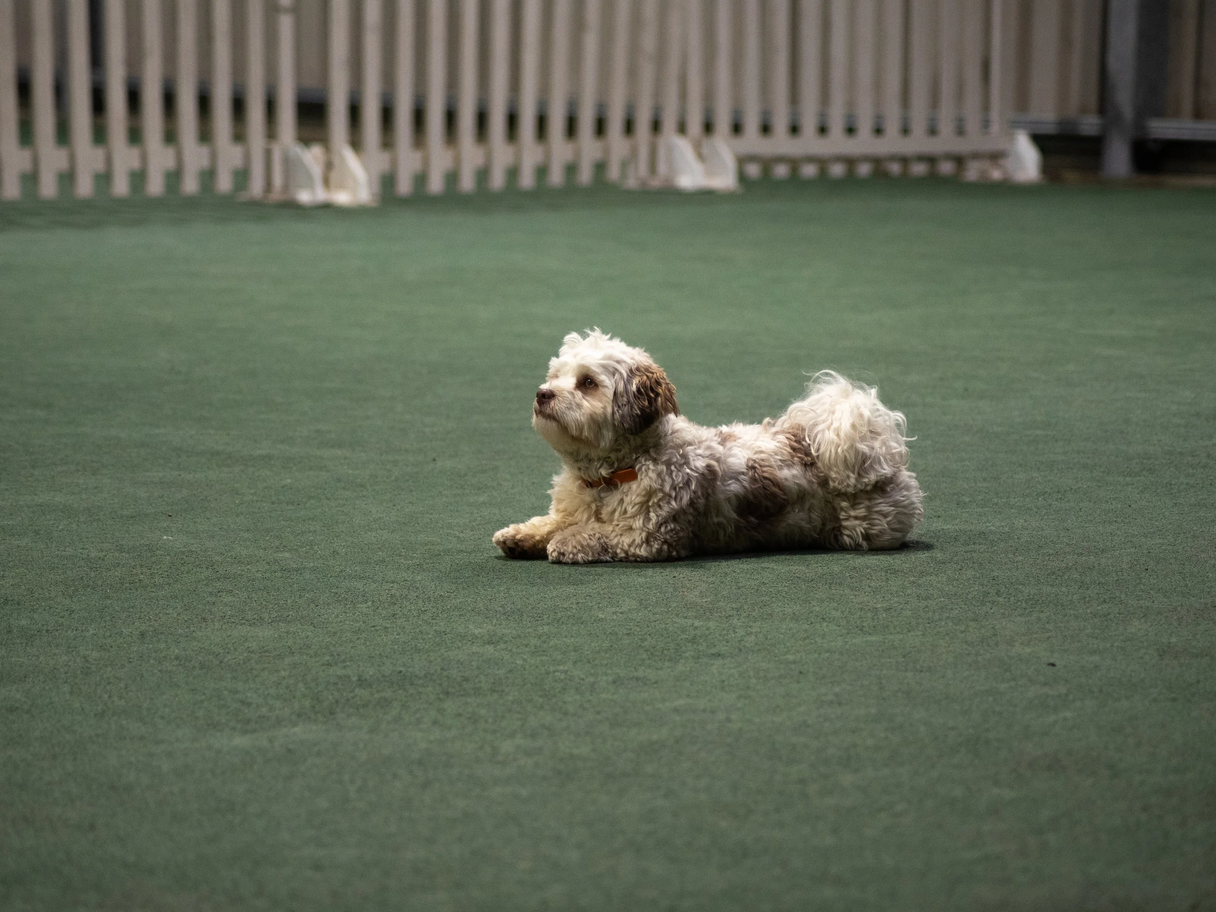 Burt doing Stop the Dog (Gold)