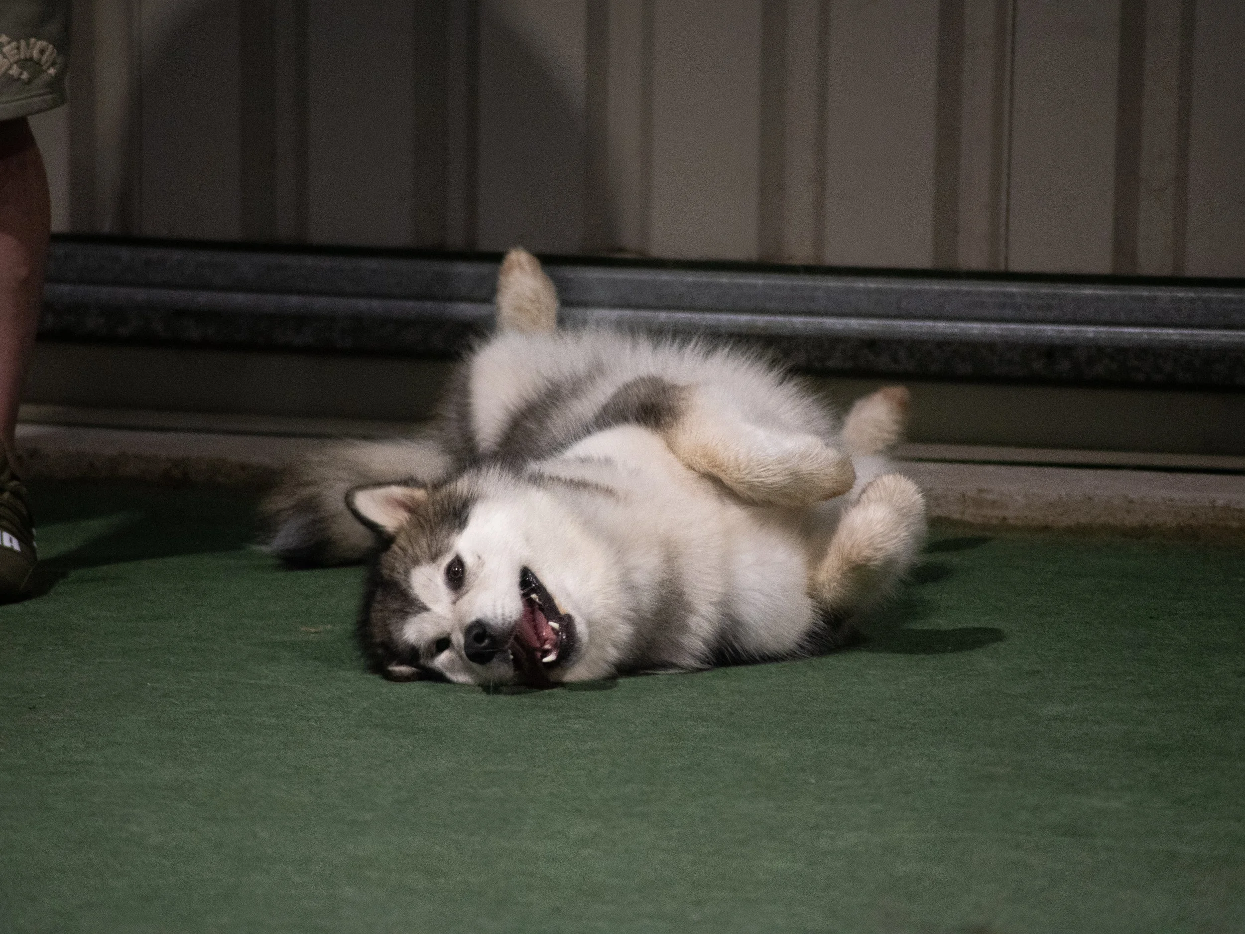 Juno adding her own flair to the stay exercise (Silver)