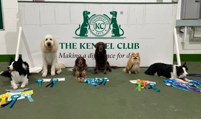 Six dogs sitting on a green floor in front of a white banner with green text and logos, posing with ribbons and awards from a dog training or competition event at The Kennel Club.