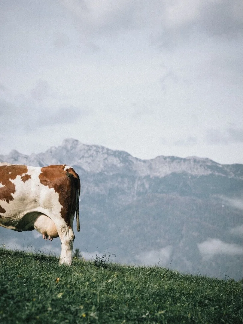 The Eder Collection Apartments 13.jpg