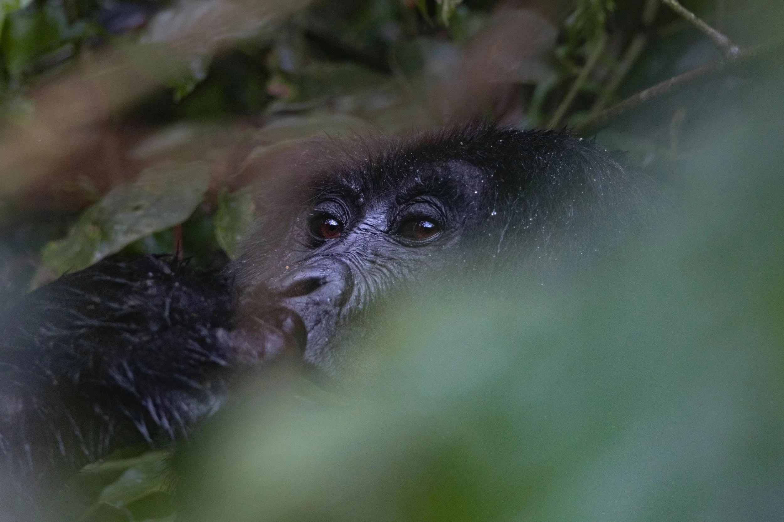 Un gorille qui mange dans une forêt tropicale.