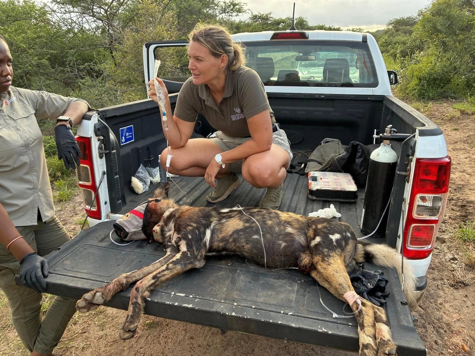 Une femme avec chien sauvage allongé sur la plate-forme d'une camionnette dans une zone naturelle. Elle est en train d'administrer un traitement médical au chien, probablement une perfusion.