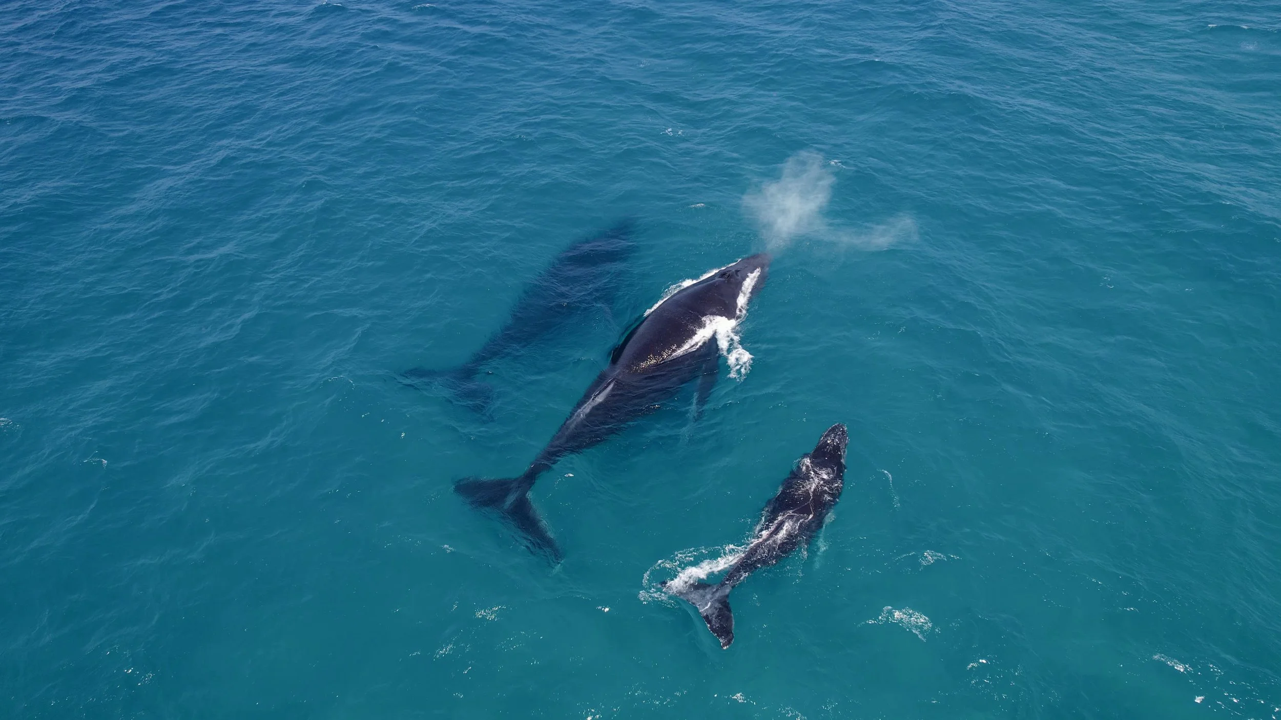 Une photo prise en mer avec plusieurs cétacés nageant à la surface de l'eau turquoise, dont des baleines.
