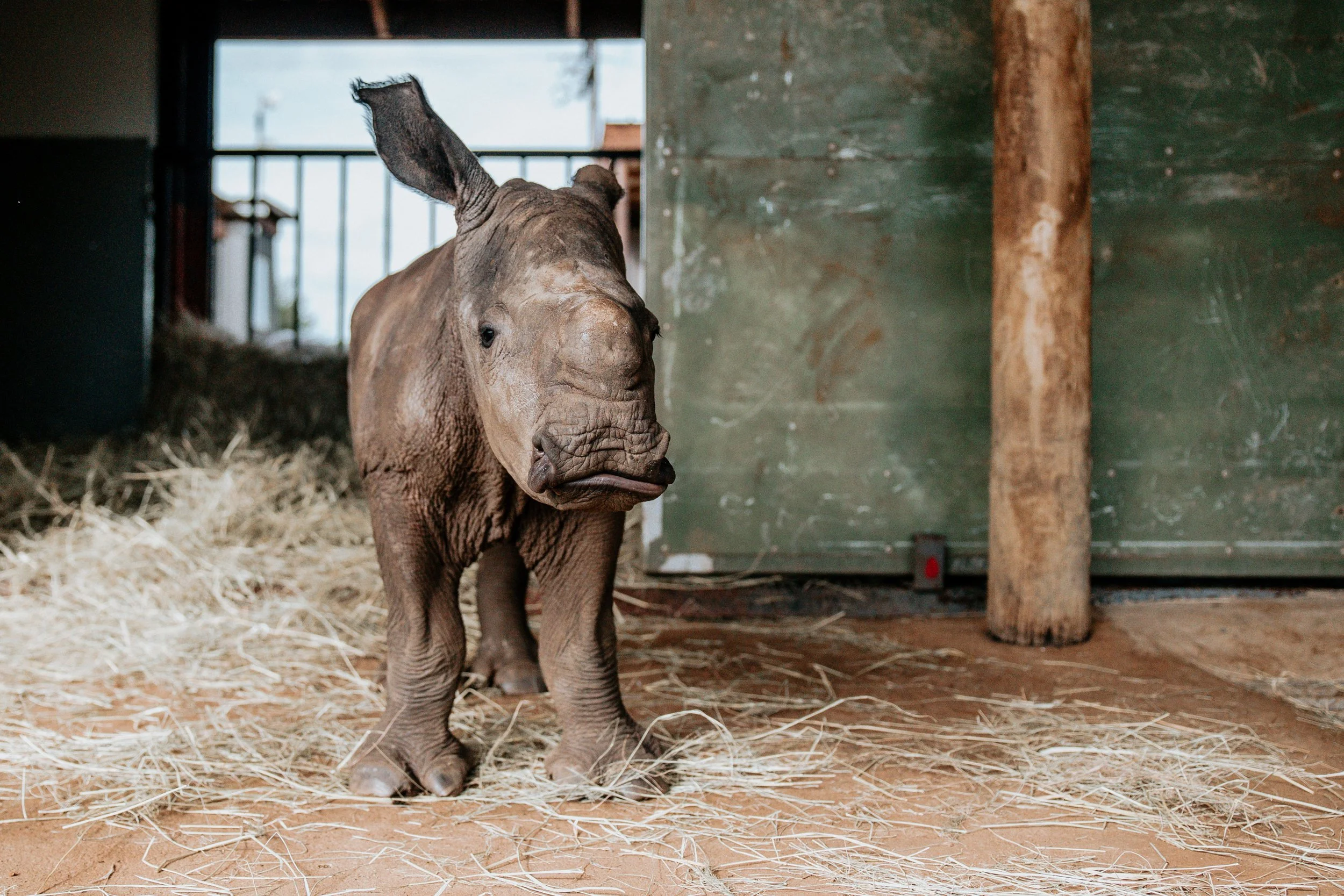 Jeune rhinocéros dans un enclos avec paille, regardant vers l'objectif, porte un cou long et oreilles pointues, fond avec mur en bois et barrière.