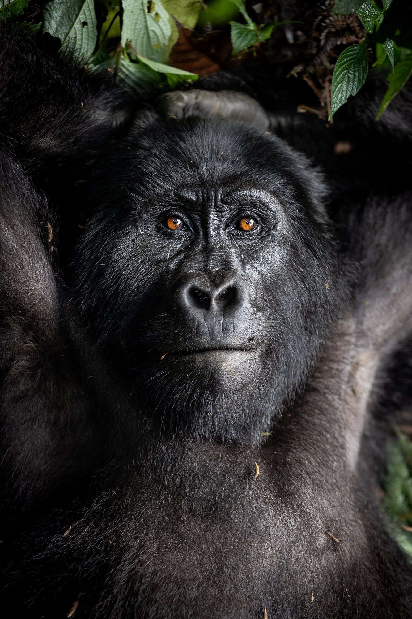 Gorilles des montagnes couchée sur le dos dans la forêt impénétrable de Bwindi en Ouganda
