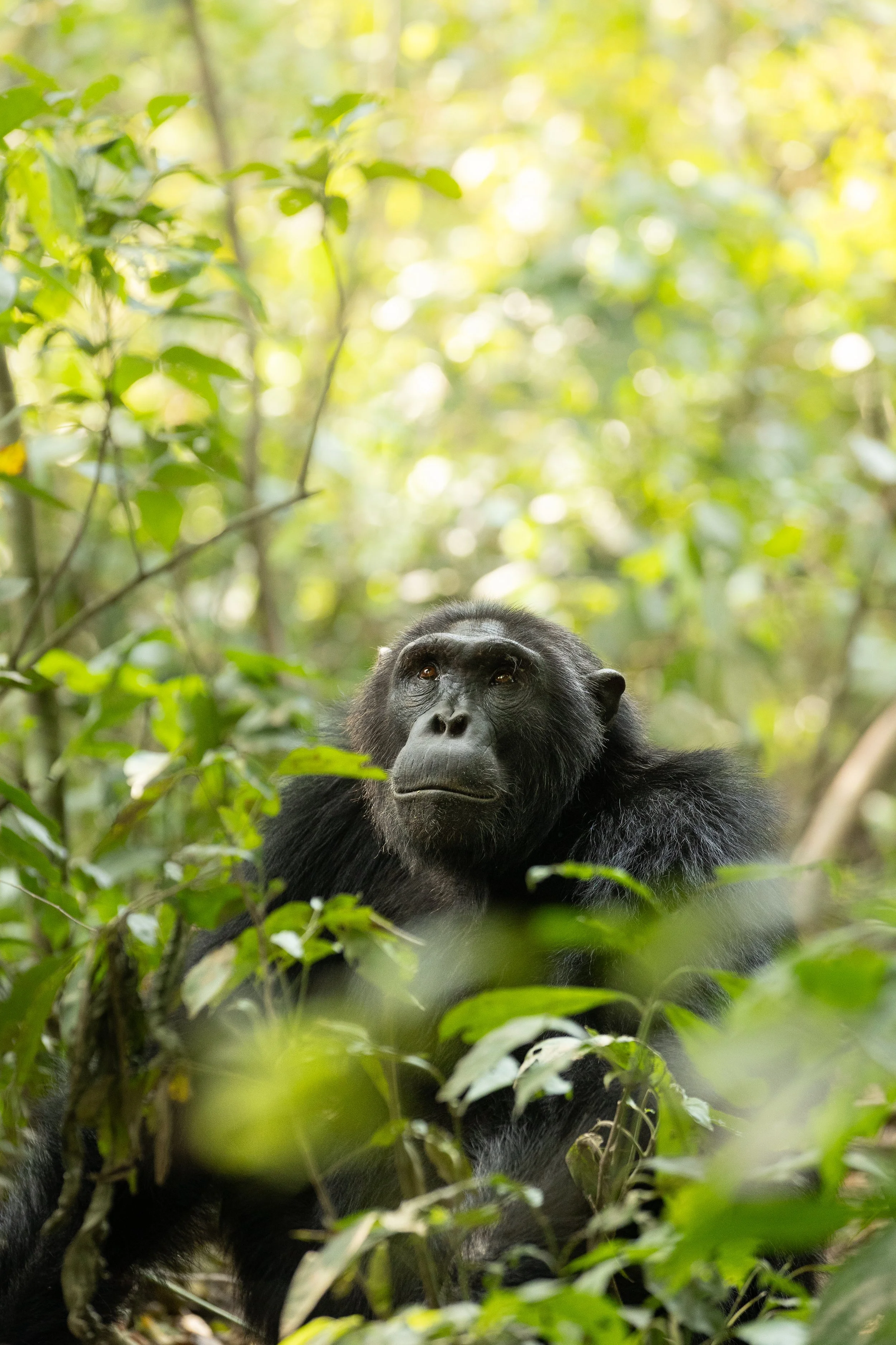 Un chimpanzé assis au sol dans la forêt verte, regardant vers le haut, entouré de feuillage.