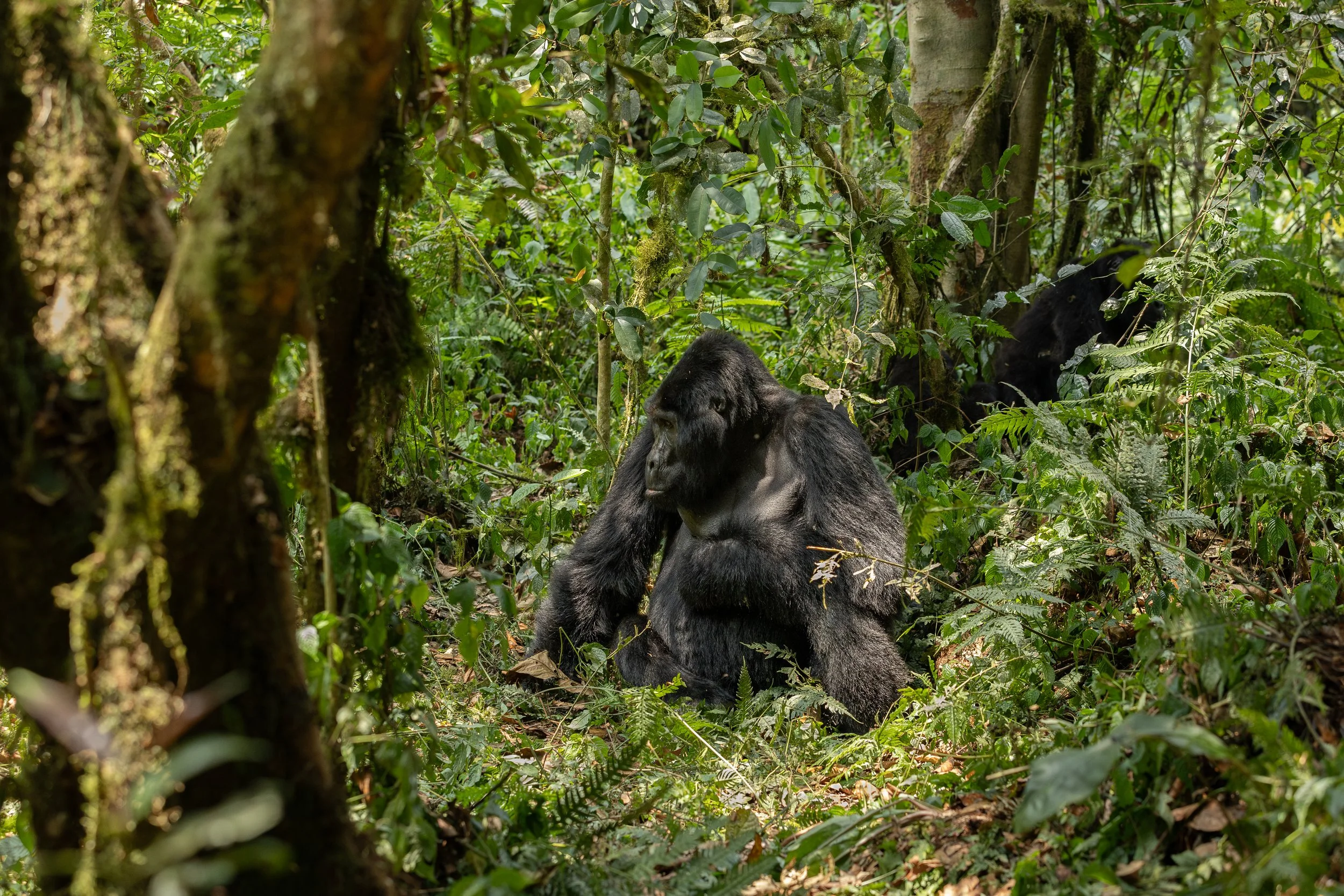 Un gorille assis dans la forêt dense de la jungle, entouré de végétation verdoyante et de feuillage épaix.