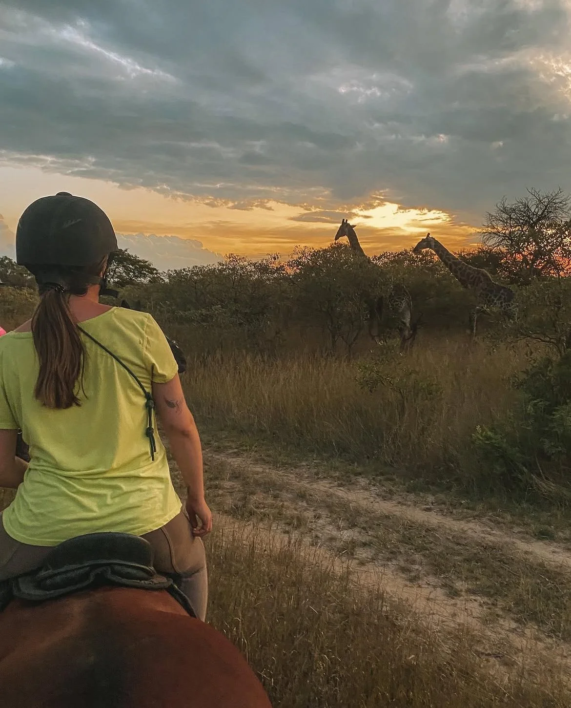 Une personne à cheval observant deux girafes dans la nature lors du coucher de soleil.