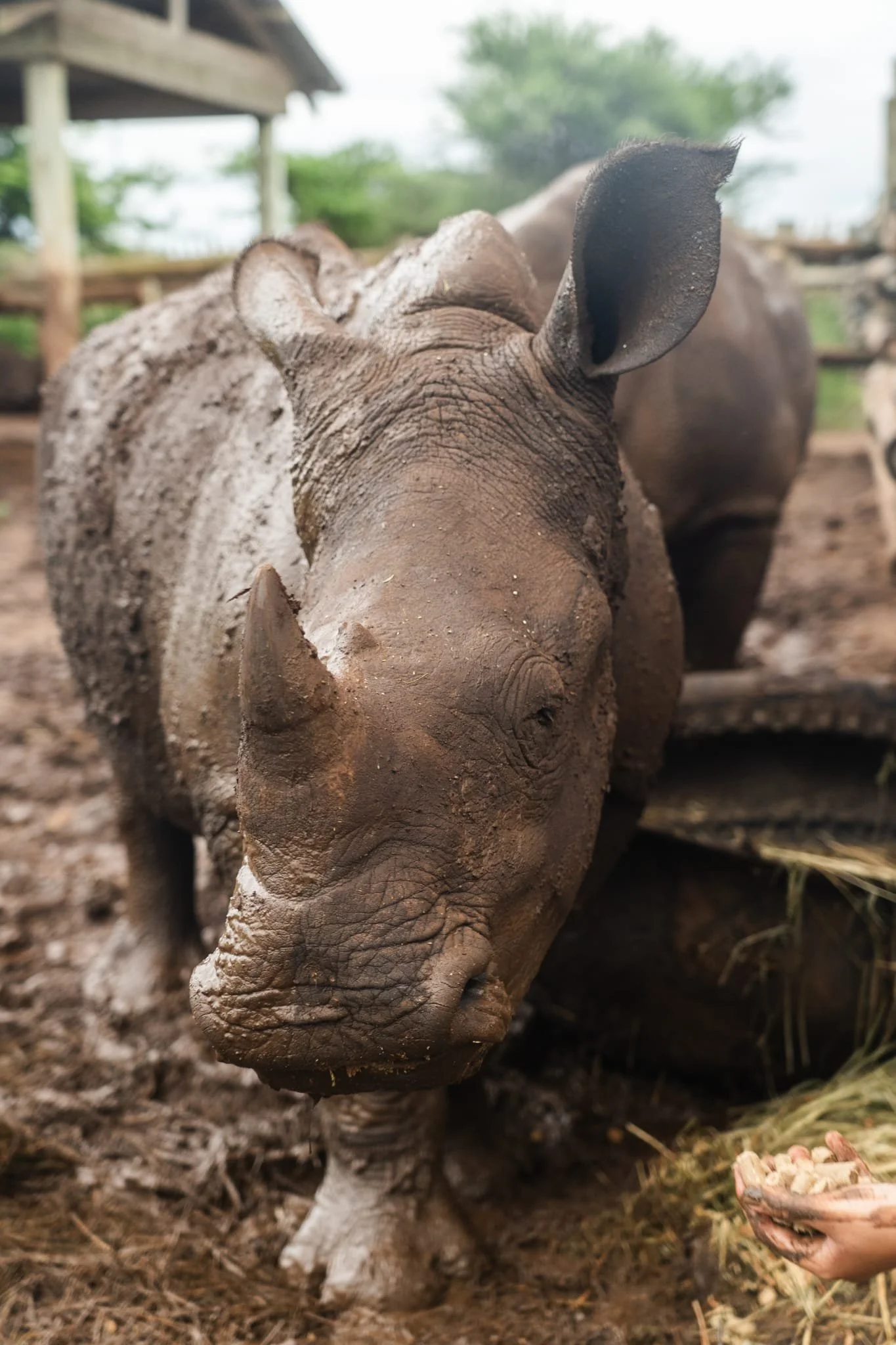 Un gros rhinocéros couché sur le sol de terre, avec un bout de nourriture dans une patte humaine visible en bas à droite.