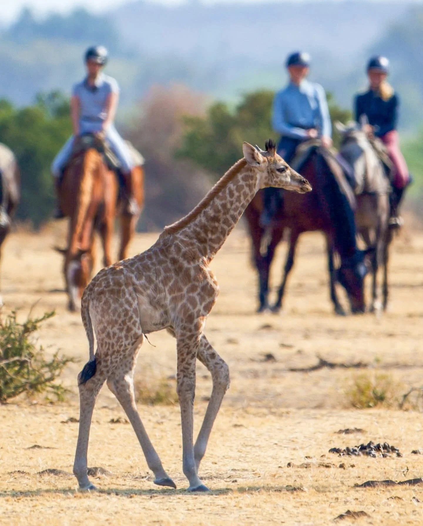 Girafe sur la savane avec des cavaliers au fond.