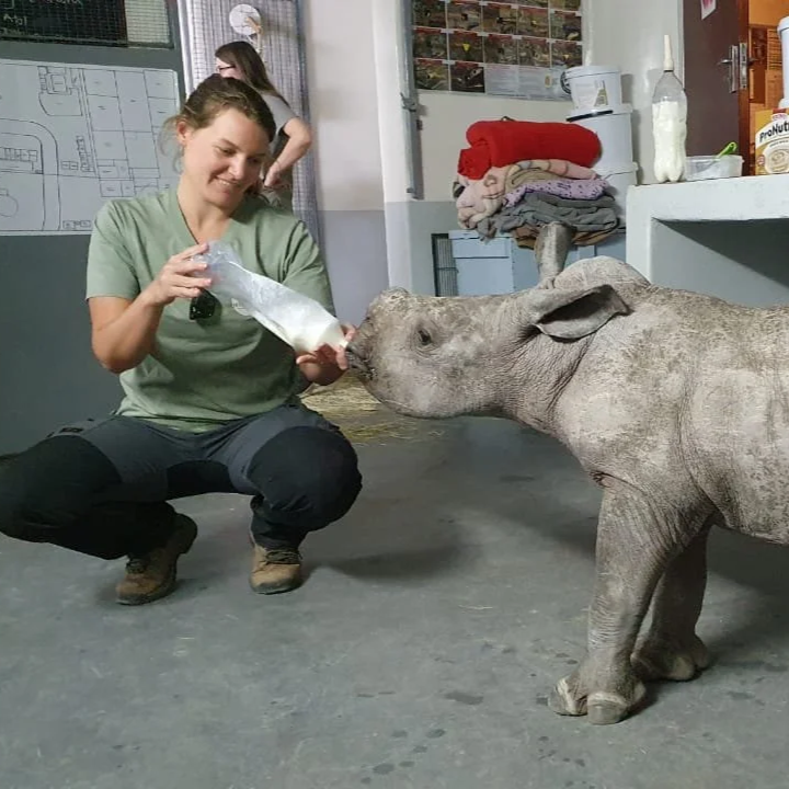 Une soigneuse donne à boire à un bébé rhinocéros avec un biberon dans un environnement intérieur