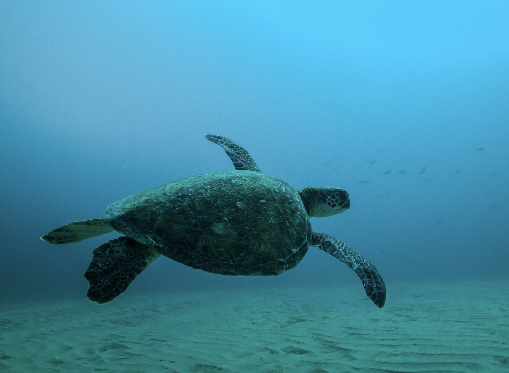 Une tortue de mer nageant sous l'eau, vue de dessous, avec un fond d'océan et une surface d'eau en haut.