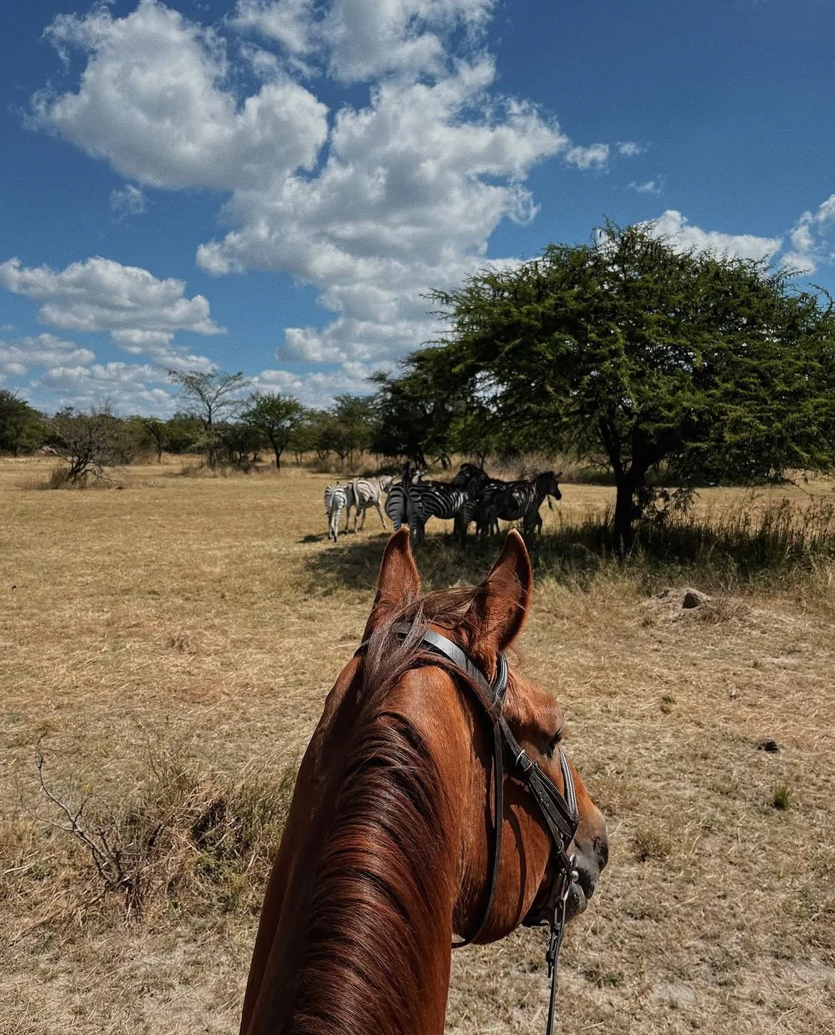 Vue d'un cheval marron regardant vers un troupeau de zèbres près d'un arbre dans une savane sous un ciel bleu avec des nuages.