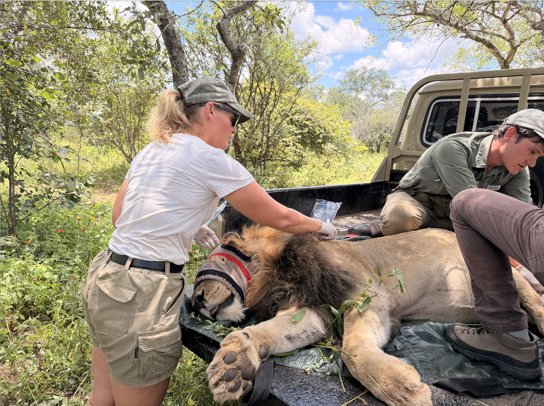 Deux personnes soignent un lion à l'arrière d'un véhicule en plein air, entouré de végétation et d'arbres, par une journée ensoleillée.