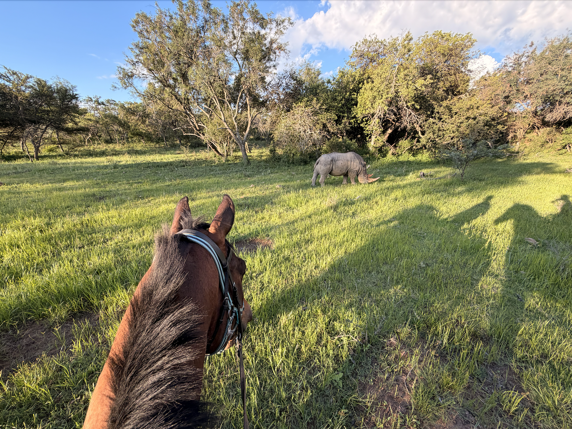 Vue depuis le dos d'un cheval brun, regardant un rhinocéros dans une plaine herbeuse avec des arbres en arrière-plan, durant une journée ensoleillée.