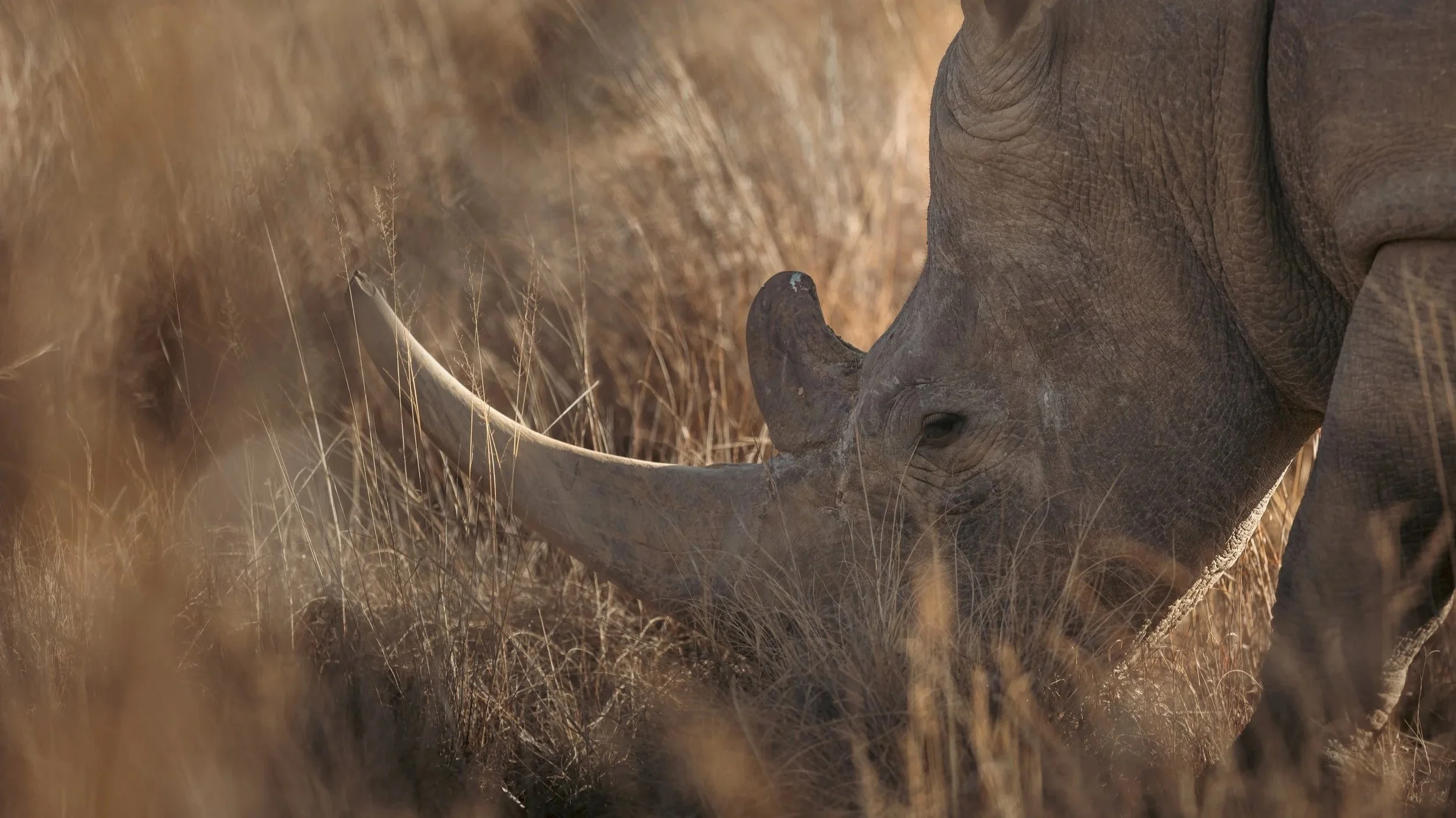 Un rhinocéros dans la savane africaine, entouré de hautes herbes sèches.