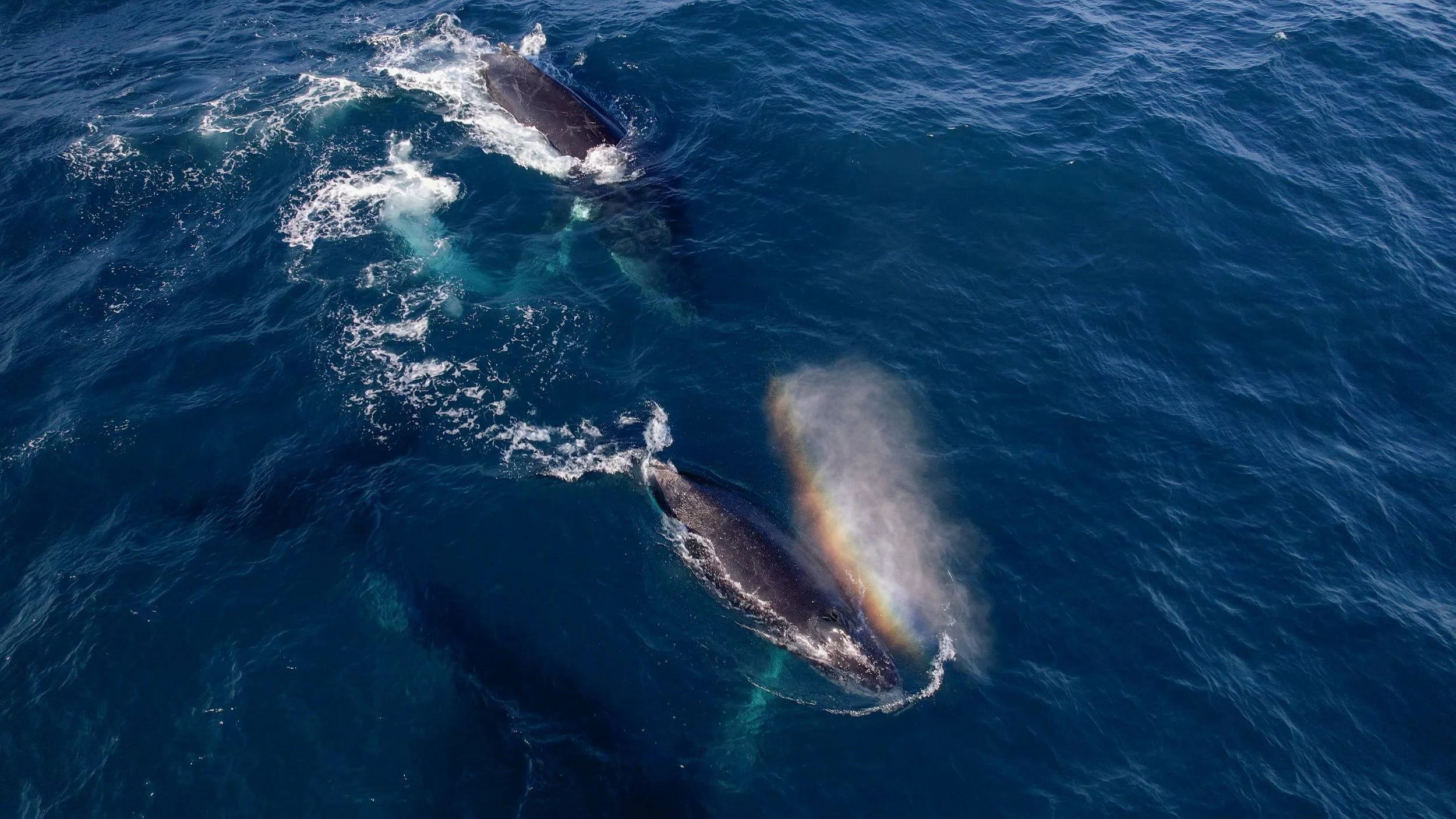 Une baleine nageant dans l'océan avec un arc-en-ciel visible près de sa queue.