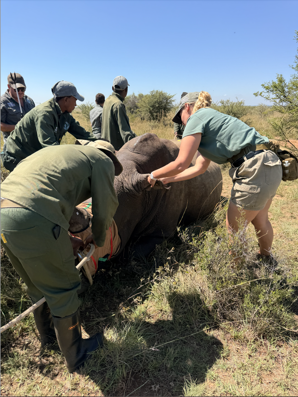 Une équipe de personnes en tenue de safari assistent un rhinocéros blessé ou malade dans la savane, l'une d'elles lui examine la jambe.