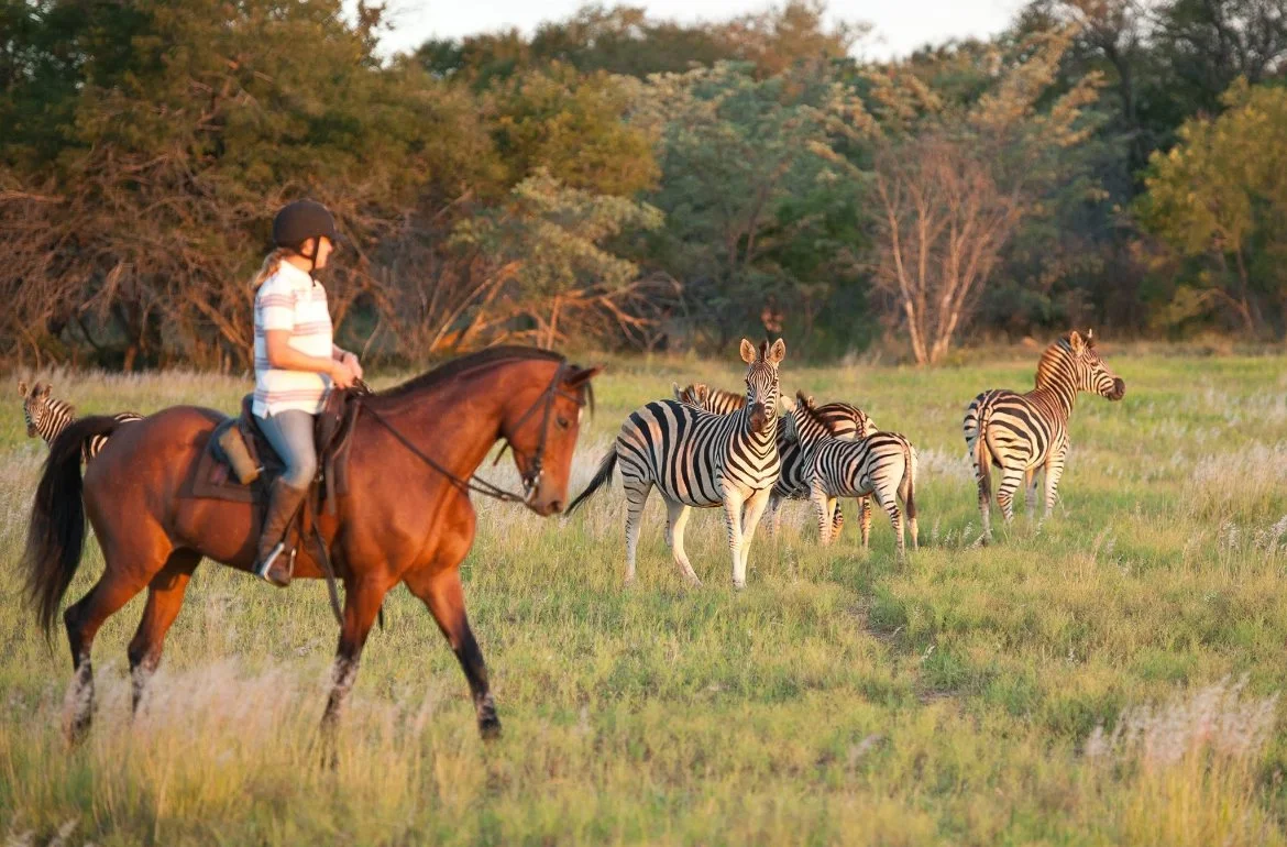 Une personne à cheval avec un casque observe un groupe de zèbres dans la savane lors du coucher de soleil.