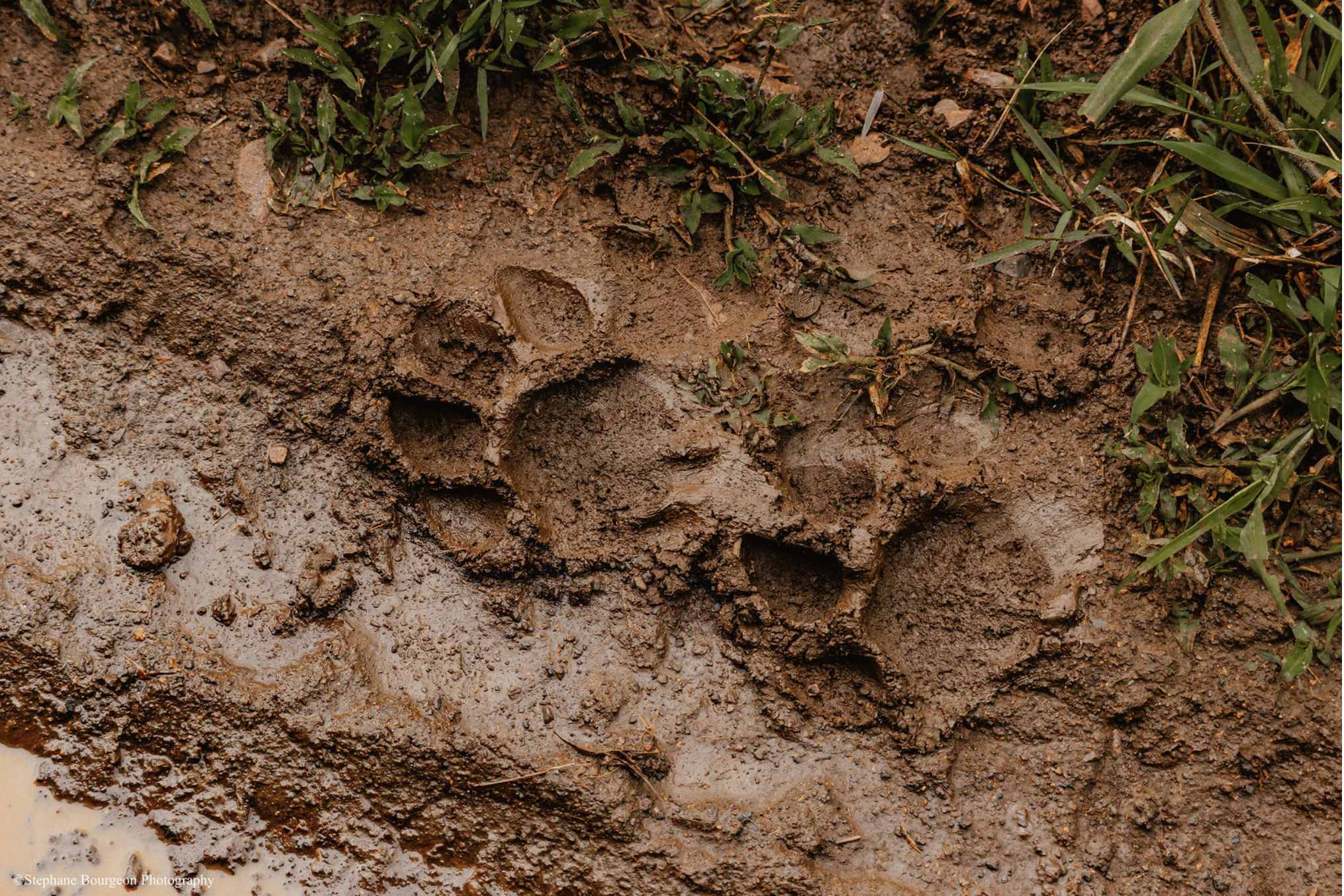 Empreinte de lion dans la boue avec quelques plantes vertes autour.