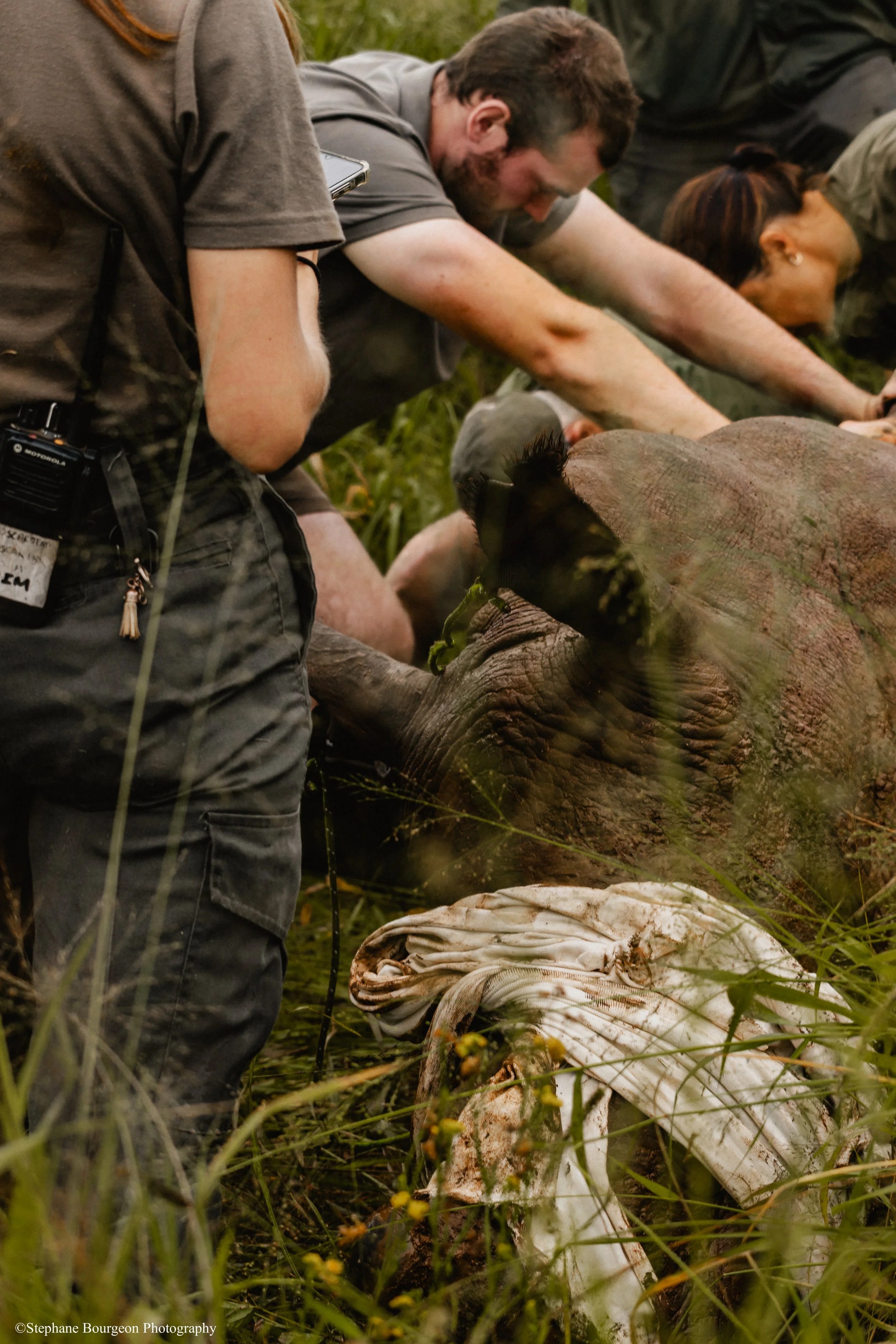 Une équipe de vétérinaire en action près d'un rhinocéros sous sédation en Afrique du Sud.